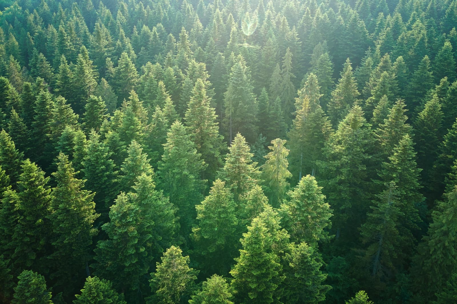 A pine forest seen from directly above, sunlight breaking across the treetops